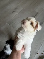 Carl , a male Shih Tzu and Miniature Aussiedoodle for sale in Flora, IL – 1 of 5
