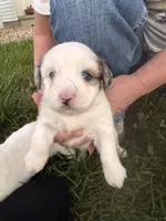 Chunk, a male Shih Tzu and Miniature Aussiedoodle for sale in Flora, IL – 3 of 3