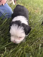 Spunky, a male Shih Tzu and Miniature Aussiedoodle for sale in Flora, IL – 3 of 4