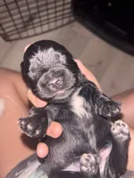 Kirby , a male Shih Tzu and Miniature Aussiedoodle for sale in Flora, IL – 3 of 3