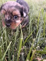 Elouise, a female Shih Tzu and Miniature Aussiedoodle for sale in Flora, IL – 2 of 3