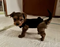 Cleo Golden Yorkie , a female Yorkshire Terrier for sale in South Lake Tahoe, CA – Photo 4 of 10