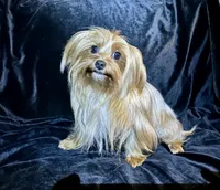 Cleo Golden Yorkie , a female Yorkshire Terrier for sale in South Lake Tahoe, CA – Photo 9 of 10