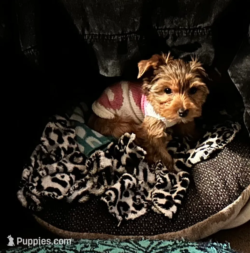 Cleo Golden Yorkie , a female Yorkshire Terrier for sale in South Lake Tahoe, CA – Photo 5 of 10