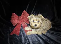 Cleo Golden Yorkie , a female Yorkshire Terrier for sale in South Lake Tahoe, CA – Photo 2 of 10
