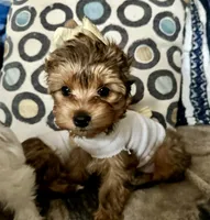 Cleo Golden Yorkie , a female Yorkshire Terrier for sale in South Lake Tahoe, CA – Photo 3 of 10