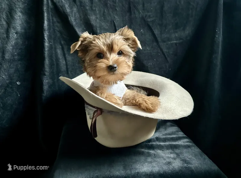 Cleo Golden Yorkie 