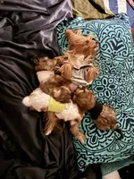 Cleo Golden Yorkie , a female Yorkshire Terrier for sale in South Lake Tahoe, CA – Photo 7 of 10