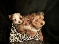 Cleo Golden Yorkie , a female Yorkshire Terrier for sale in South Lake Tahoe, CA – Photo 8 of 10