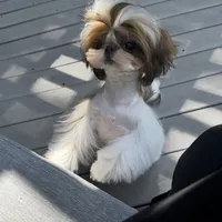 Ollie, a male Shih Tzu for sale in Cincinnati, OH – Photo 2 of 9