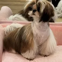 Ollie, a male Shih Tzu for sale in Cincinnati, OH – Photo 6 of 9