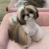 Ollie, a male Shih Tzu for sale in Cincinnati, OH – Photo 4 of 9