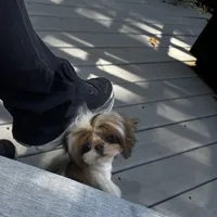 Ollie, a male Shih Tzu for sale in Cincinnati, OH – Photo 5 of 9