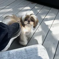 Ollie, a male Shih Tzu for sale in Cincinnati, OH – Photo 9 of 9