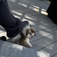 Ollie, a male Shih Tzu for sale in Cincinnati, OH – Photo 8 of 9