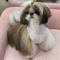 Ollie, a male Shih Tzu for sale in Cincinnati, OH – Photo 7 of 9