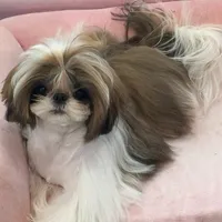 Ollie, a male Shih Tzu for sale in Cincinnati, OH – Photo 1 of 9