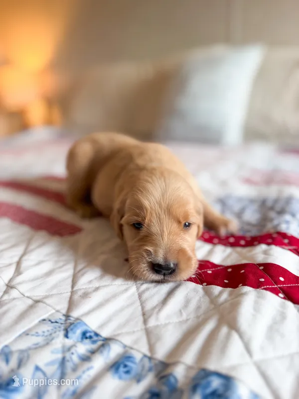 Cade – Golden Retriever puppy for sale in Waynesville, NC