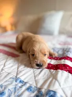 Cade, a male Golden Retriever for sale in Waynesville, NC – 1 of 2