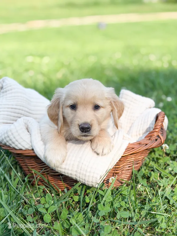 Magnolia – Golden Retriever puppy for sale in Waynesville, NC