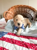 Ranger, a male Golden Retriever for sale in Waynesville, NC – 2 of 2