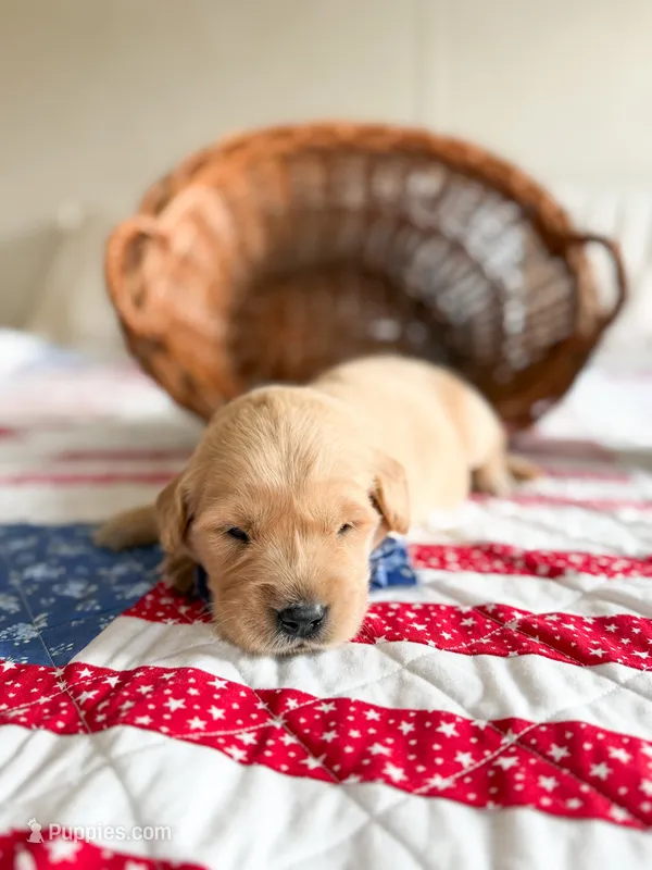 River – Golden Retriever puppy for sale in Waynesville, NC