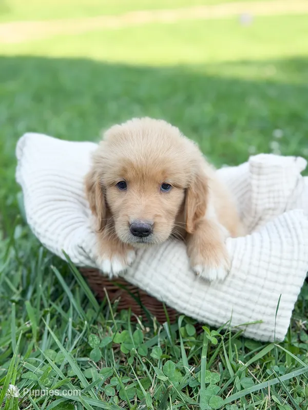 Cade – Golden Retriever puppy for sale in Waynesville, NC