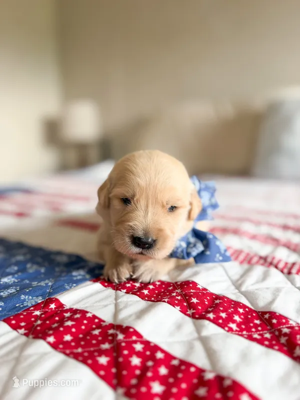 Roan – Golden Retriever puppy for sale in Waynesville, NC
