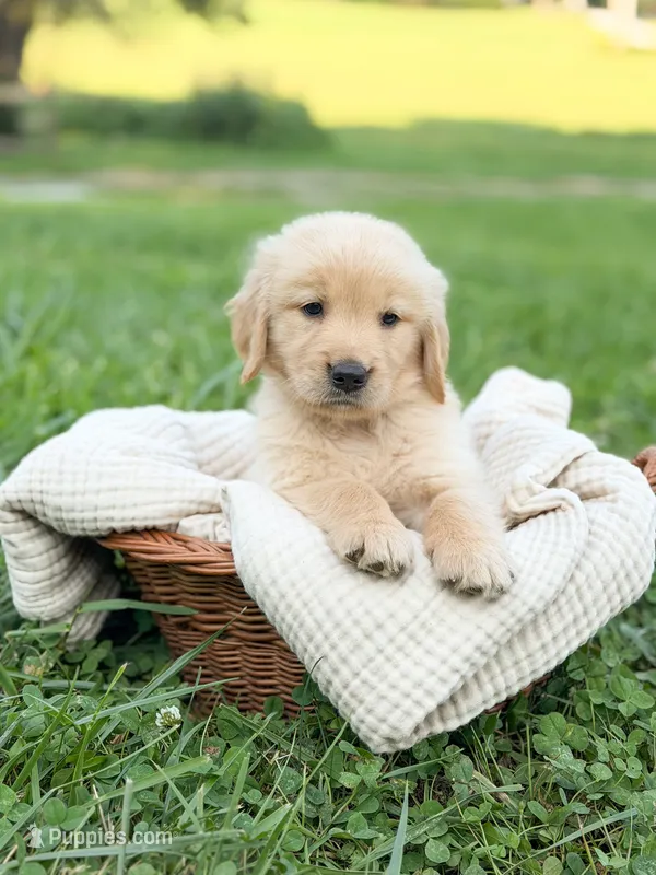 Roan – Golden Retriever puppy for sale in Waynesville, NC