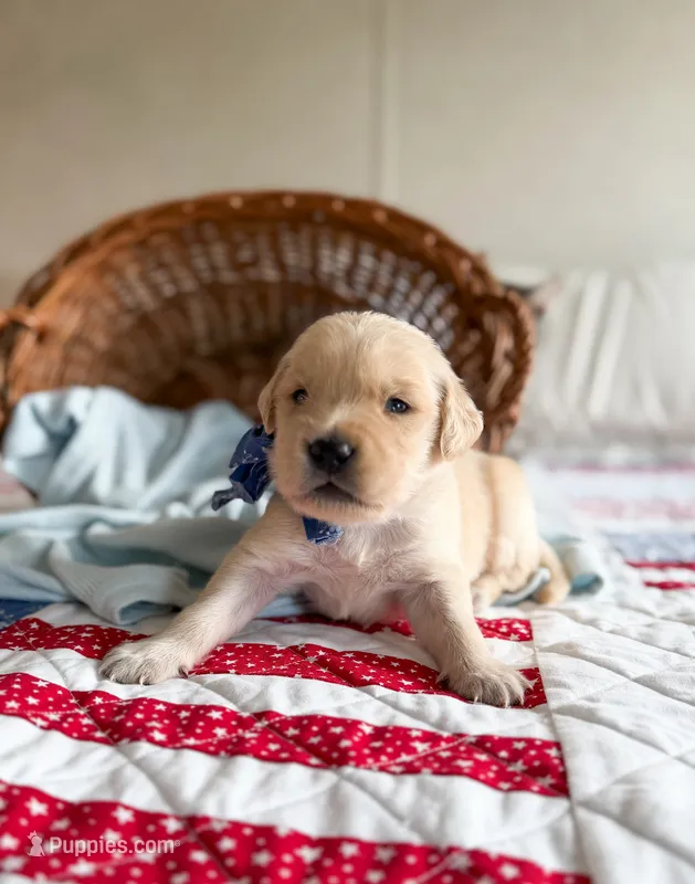 Magnolia – Golden Retriever puppy for sale in Waynesville, NC