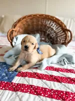 Fern, a female Golden Retriever for sale in Waynesville, NC – 2 of 2
