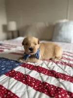 Timber, a male Golden Retriever for sale in Waynesville, NC – 1 of 2