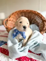 Ranger, a male Golden Retriever for sale in Waynesville, NC – 1 of 2