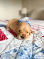 Meadow, a female Golden Retriever for sale in Waynesville, NC – 2 of 2