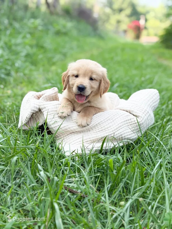 River – Golden Retriever puppy for sale in Waynesville, NC