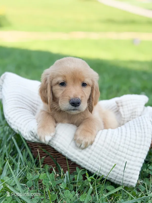 Meadow – Golden Retriever puppy on hold in Waynesville, NC