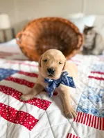 River, a male Golden Retriever for sale in Waynesville, NC – 2 of 2