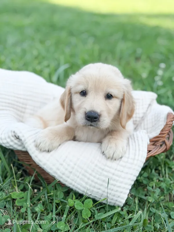 Ranger – Golden Retriever puppy for sale in Waynesville, NC