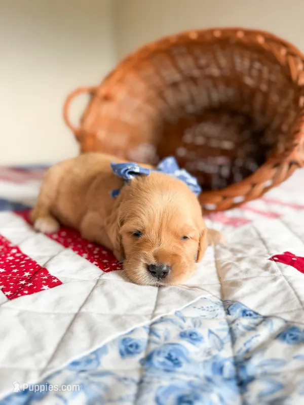 Meadow – Golden Retriever puppy for sale in Waynesville, NC
