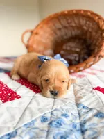 Meadow, a female Golden Retriever for sale in Waynesville, NC – 1 of 2