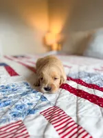 Cade, a male Golden Retriever for sale in Waynesville, NC – 2 of 2