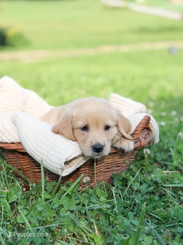 Fern – Golden Retriever puppy for sale in Waynesville, NC