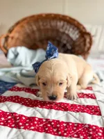 Magnolia, a female Golden Retriever for sale in Waynesville, NC – 2 of 2