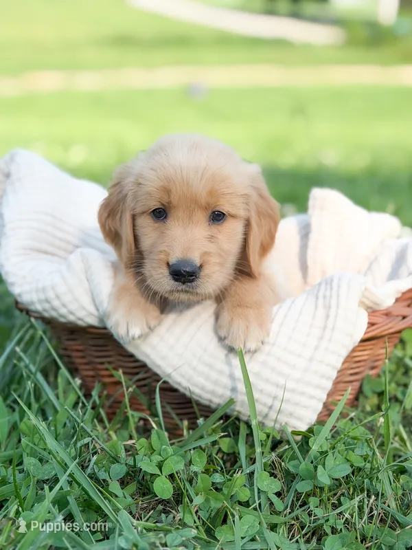 Timber – Golden Retriever puppy for sale in Waynesville, NC