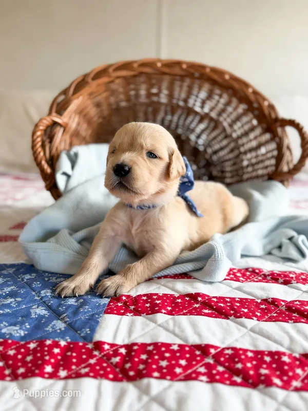 Fern – Golden Retriever puppy for sale in Waynesville, NC