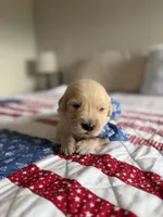 Roan, a male Golden Retriever for sale in Waynesville, NC – 3 of 3