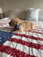 Timber, a male Golden Retriever for sale in Waynesville, NC – 2 of 2