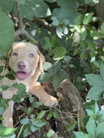 Sage, a female Labrador Retriever for sale in Clayton, NC – 3 of 5