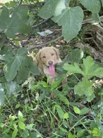 Sage, a female Labrador Retriever for sale in Clayton, NC – 5 of 5