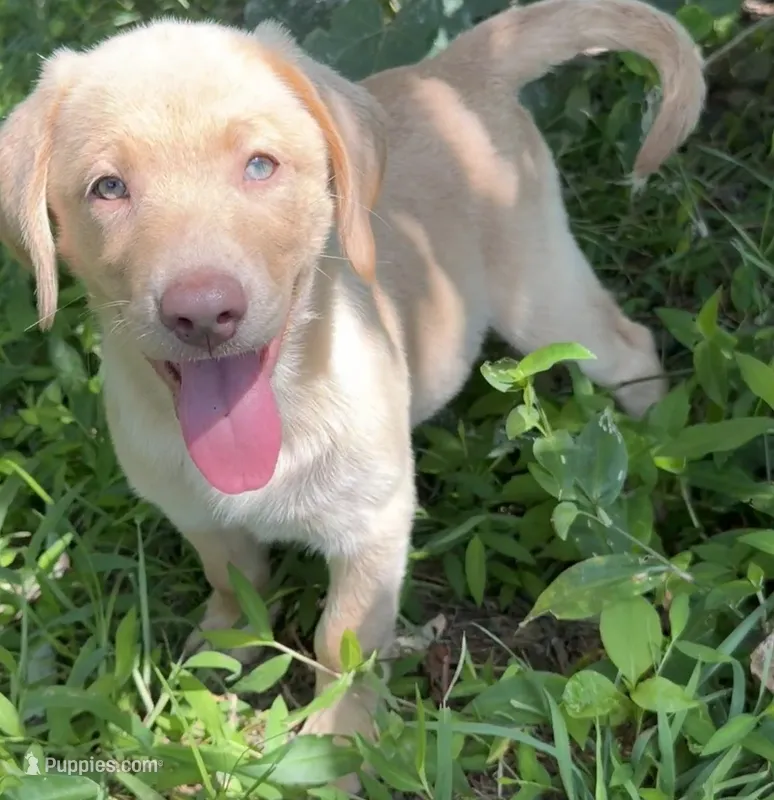 Sage – Labrador Retriever puppy for sale in Clayton, NC